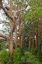 Rainbow Eucalyptus Trees, Maui, Hawaii, USA Royalty Free Stock Photo