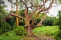 Rainbow Eucalyptus Trees, Maui, Hawaii, USA Royalty Free Stock Photo