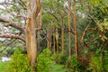 Rainbow Eucalyptus Trees, Maui, Hawaii, USA Royalty Free Stock Photo