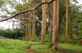 Rainbow Eucalyptus Trees, Maui, Hawaii, USA Royalty Free Stock Photo