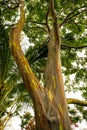 Rainbow Eucalyptus Trees, Maui, Hawaiian Islands Royalty Free Stock Photo