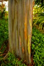 Rainbow Eucalyptus Trees, Maui, Hawaiian Islands Royalty Free Stock Photo