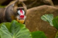 mandrill baboon portrait with amazing colorful face