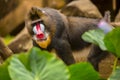 Rainbow Face Monkey Mandrill