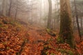 Rainbow Falls Trail