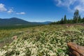 Yosemite Valley Panorama in Yosemite National Park, California Royalty Free Stock Photo