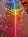 Rainbow feather in detail on deck