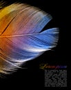 Rainbow feather isolated on a black background.