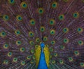 Rainbow feathers of a male peacock Royalty Free Stock Photo