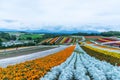 rainbow fields of silver dust, marigolds, and scarlet sage at th