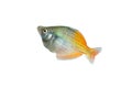 Rainbow fish Royalty Free Stock Photo
