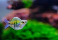 Rainbow Fish Short Body In Aquarium.