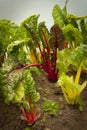 Rainbow or Five colour Chard Royalty Free Stock Photo
