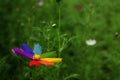 Rainbow Flower