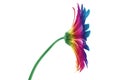 Rainbow flower