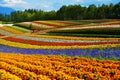 Rainbow flower farm