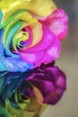 Rainbow Flower with Reflection