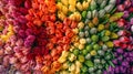 Rainbow of Flowers Arranged in Rainbow of Colors