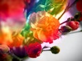 rainbow flowers as a gift
