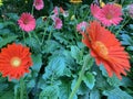 Rainbow flowers in flower bed