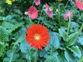 Rainbow flowers in garden bed