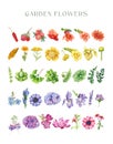 Rainbow flowers set. Watercolor illustration painted collection. Hand drawn different painted garden flowers, herbs