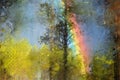 Rainbow in the forest
