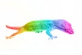 Rainbow gecko