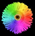 Rainbow Gerber flower with yellow heart macro
