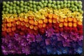 rainbow gradient formed by rows of different flowers