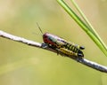 Rainbow Grasshopper