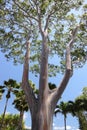 Rainbow Gum tree Royalty Free Stock Photo