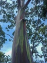 Rainbow Gumtree