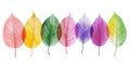 Rainbow-hued skeleton leaves, each delicate and translucent, creating a spectrum of color