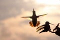 Rainbow Hummers Battling Royalty Free Stock Photo