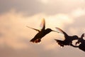 Rainbow Hummers Battling Royalty Free Stock Photo