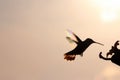 Rainbow Hummers at Feeding Port Royalty Free Stock Photo