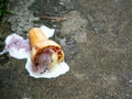 A rainbow ice cream cone dropped on the concrete floor and melting on ground in a summer day. with copy space for text. Royalty Free Stock Photo