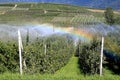 Rainbow by irrigation of an apple orchard, Italy Royalty Free Stock Photo