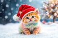 A Rainbow Kitten In The Snow At 12-1-2024 Royalty Free Stock Photo