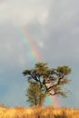 Rainbow landscape Royalty Free Stock Photo