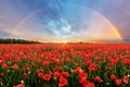 Rainbow Landscape over poppy field Royalty Free Stock Photo