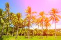 Rainbow light coco palm trees. Tropical landscape with palms. Palm tree crown on blue sky. Royalty Free Stock Photo