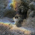 Rainbow light on sandy reef close up of tropical blenny fish Royalty Free Stock Photo