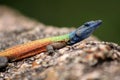 Rainbow Lizard Royalty Free Stock Photo
