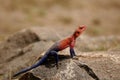 Rainbow Lizard Royalty Free Stock Photo