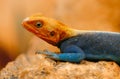 Rainbow Lizard Royalty Free Stock Photo