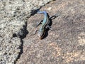 Rainbow Lizard Reynolda Garden Royalty Free Stock Photo