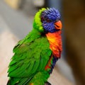 Rainbow lori Trichoglossus moluccanus with vivd eyes and plumm Royalty Free Stock Photo