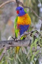 Rainbow lorikeet Royalty Free Stock Photo